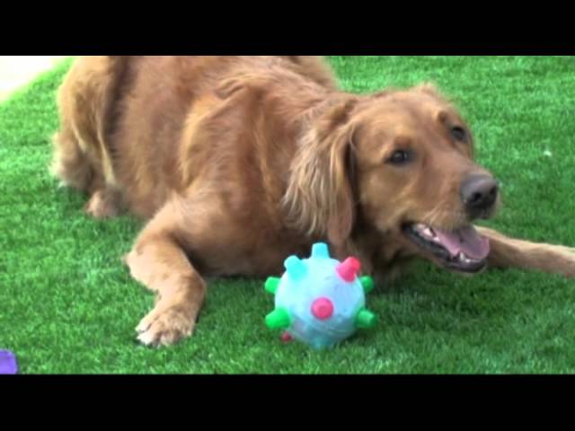 Bumble Ball Motorized Dog Toy, On Sale