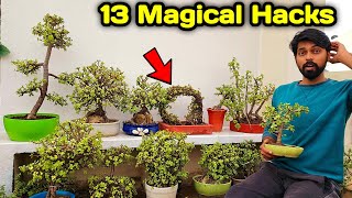13 Jade plant magical Hacks | Money making plant | jade plant care