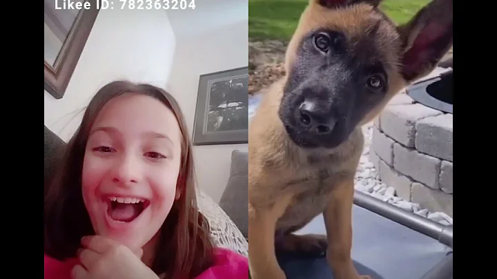 the dog's I want be like-