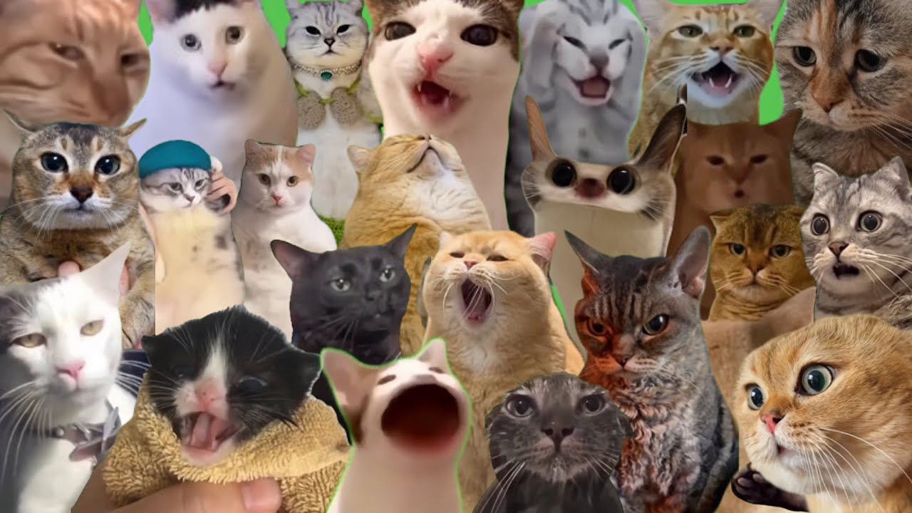 All Best Cat Memes All Best Cat Memes