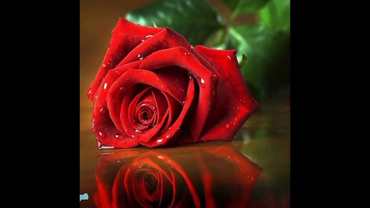 الفنان محمد الصايغ اغنيه من ألبومه عام ٢٠٠٠ نوة زانيم قهر جيشا