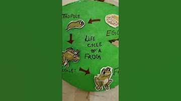 Life cycle of A Frog | life cycle | school project | science project | crafts | #shorts #evsproject