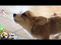 This corgi puppy loves to howl while she eats  the dodo