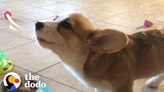 This Corgi Puppy Loves To Howl While She Eats | The Dodo screenshot 3