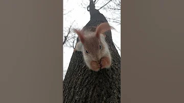 Белка с ухами, висит на дереве / Squirrel with ears, hanging on a tree