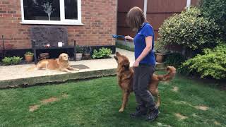 Tricks to teach your dog by Pets In Partnership 206 views 4 years ago 5 minutes, 48 seconds