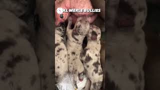 American Bully Xl Size Import Line Puppy Not In Cheap Price Booking Available