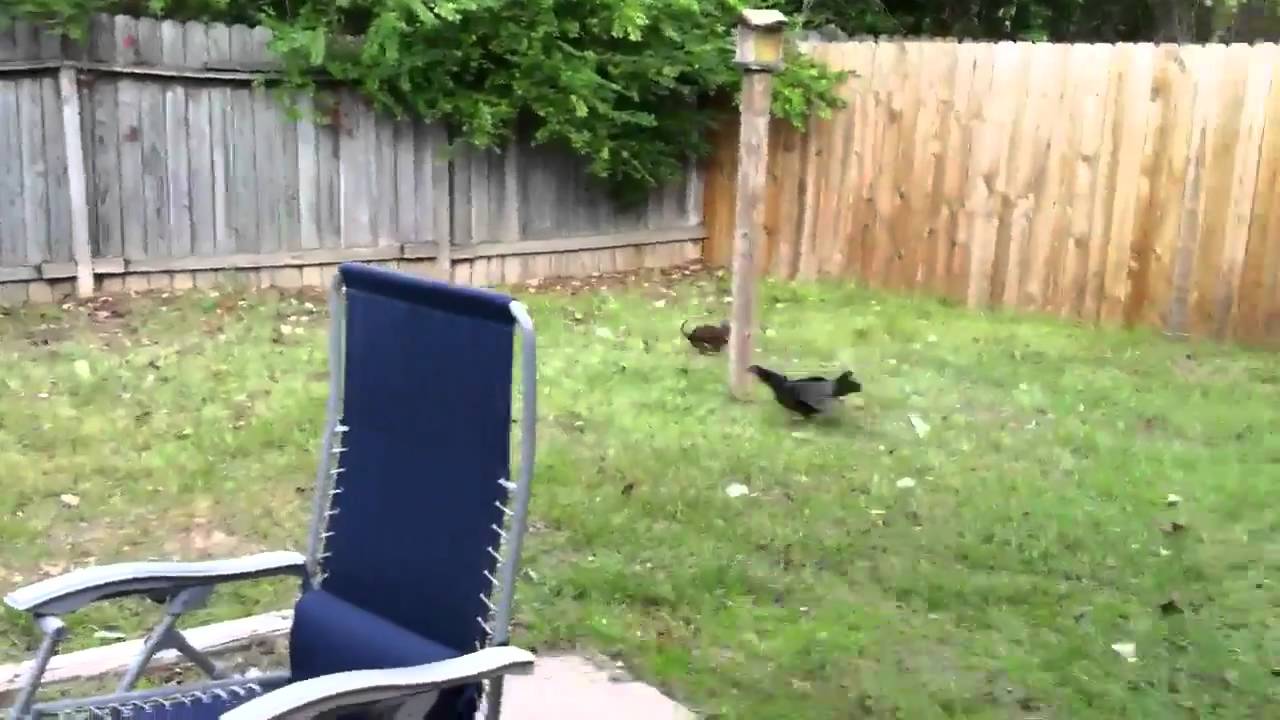 Dog chases chicken YouTube