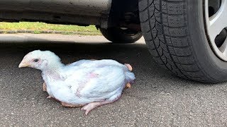 Crushing Crunchy & Soft Things by Car! - EXPERIMENT: CHICKEN, ALLIGATOR VS CAR