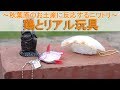 鶏とリアル玩具~秋葉原のお土産ガチャガチャに反応するニワトリ~