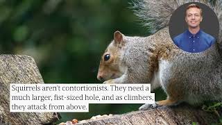 Squirrels Or Mice? 5 Signs You Have The Wrong Pest &amp; How To Identify The Right One