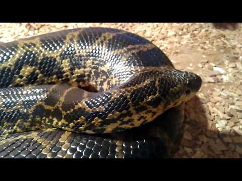 Видео: Ръководство за домашни змии: Колко дълго живеят змиите и още