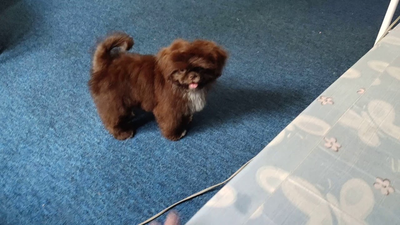 Shih tzu trying to jump in my bed YouTube