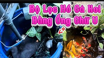 Bộ Lọc Hồ Cá Koi 500l Bằng Ống Chữ U - Vận Hành 2 Năm Nước Trong Cá Khỏe Và Dạng Người.Hồ E Lâm.