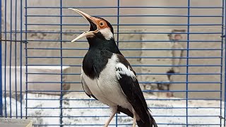 Download lagu Pancingan Jalak Suren Gacor Mompa Full Variasi - Masteran Suara Burung Jalak Gacor Full Isian Mewah