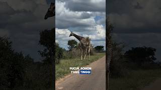🦒Hewan ini punya lidah panjang menarik daun tinggi! #faktadunia #animals #youtubeshorts