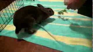 Bunny Barks, Chirps, Growls, & Love Bites My Knee