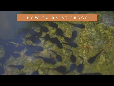 וִידֵאוֹ: איך לגדל צפרדעים (עם תמונות)