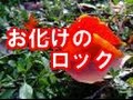 郷ひろみ&樹木希林、36年ぶりにデュエット!「お化けのロック」「林檎殺人事件」を披露