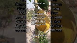 পেঁপের উপকারিতা Papaya Benefits  fruits benefits Bangla 21 shorts youtube brintos_cooking