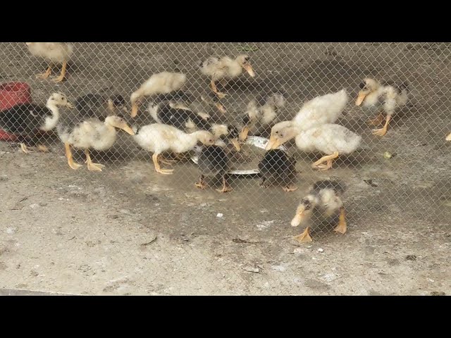 Ducks for insects|Pet and bird farm class=