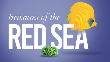 Blue Cheeked Butterflyfish (Chaetodon Semilarvatus) in the Red Sea.