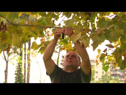 სეს-ქვემო ქართლში ფიტოსანიტართა ჯგუფი აზიურ ფაროსანაზე აქტიურ მონიტოგრინგს ანხორციელებს