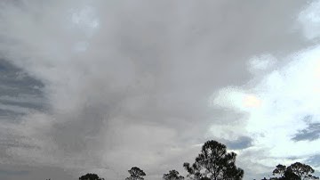 tree swallows immense flock Charlotte Harbor Preserve