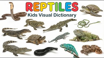 Reptiles for Kids | Fun Learning Video in English | Snakes, Lizards, Turtles & More!