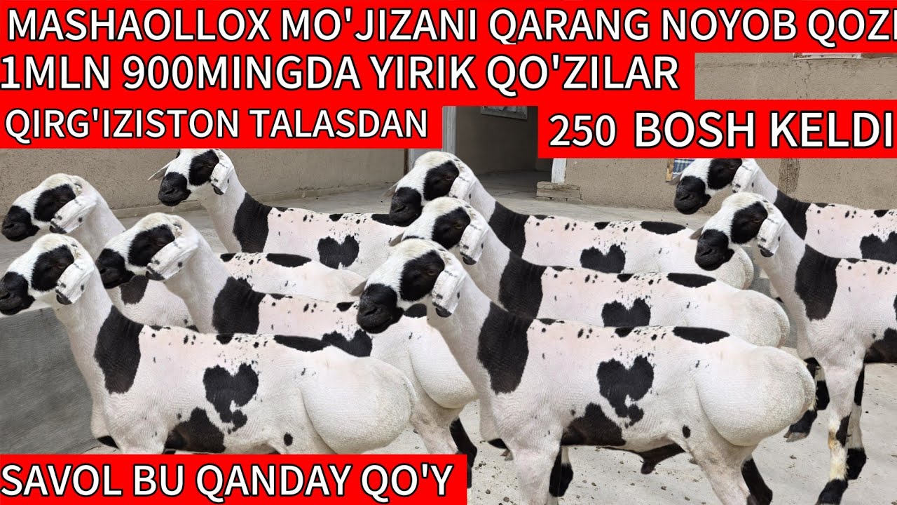 QIRG'IZISTON TALASDAN NOYOB QO'ZILAR KELDI SAVOL BU QANDAY QO'Y?