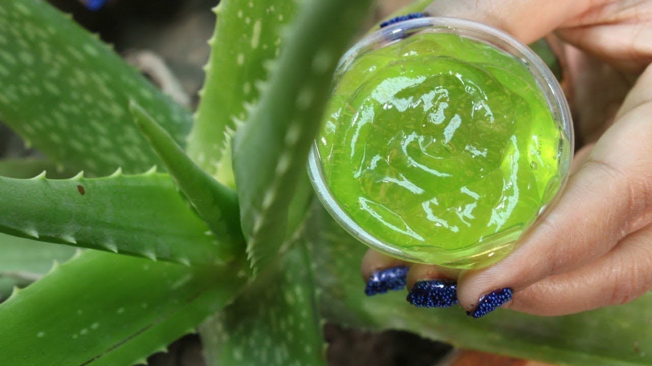 les-miracles-d-aloe-vera-comment-faire-le-gel-d-aloe-vera-100-naturel