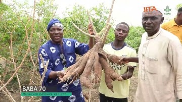 High yielding cassava varieties, Baba 70 & Game Changer