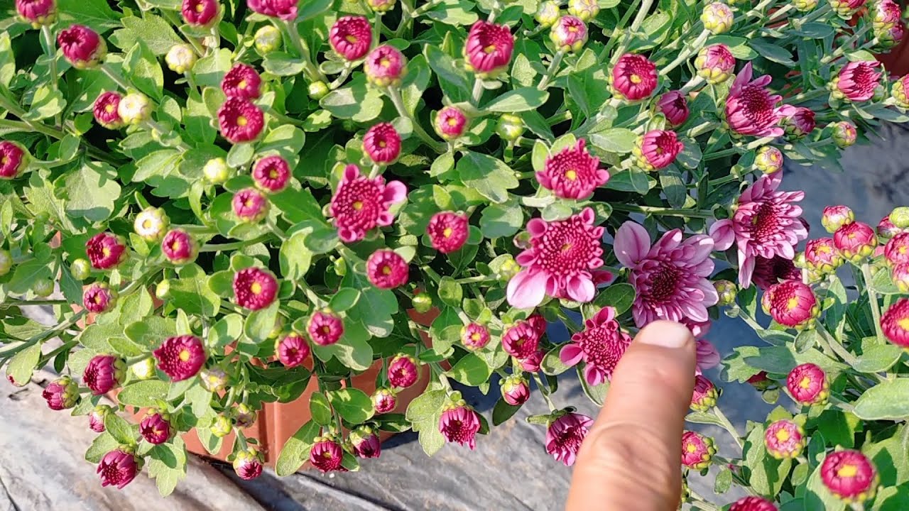 Cúc mâm xôi hà lan 