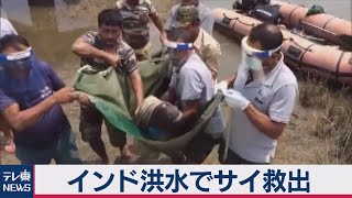 インド 洪水の中サイ救出（2020年8月3日）