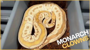 AWESOME ODDS!!! Monarch Project at Showcase Serpents!