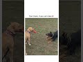 😏 Don't Bark If You Can't Bite