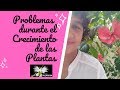 Crecimiento de las Plantas, JARDINERÍA PARA PRINCIPIANTES, Mi diario de jardin