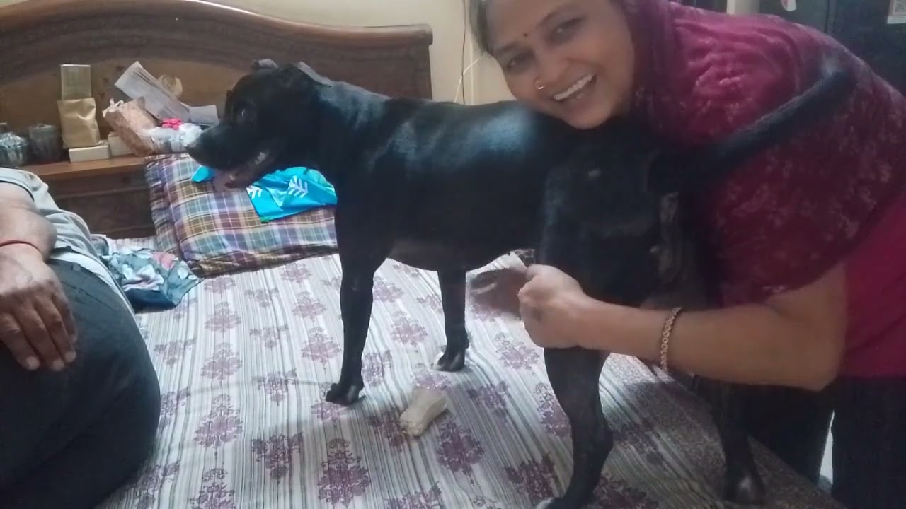 पुरीवीडियो देखें मम्मी को दूध पिला रही है देखो 🐶🥰👍#dog#video#viral#YouTube#punctual cherry 🐈‍⬛👍🎉🔥