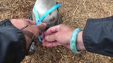 Scoot Boots - Mud Strap Tip