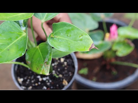 elephant ear plant in containers Upright Elephant Ears, Alocasia odora