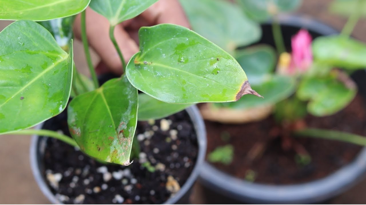 Anthurium Leaf Tips Turning Brown