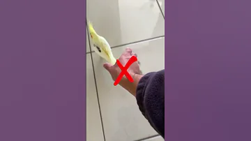 الطريقه الصحيحه لأمساك طائر الكوكتيل المروض 