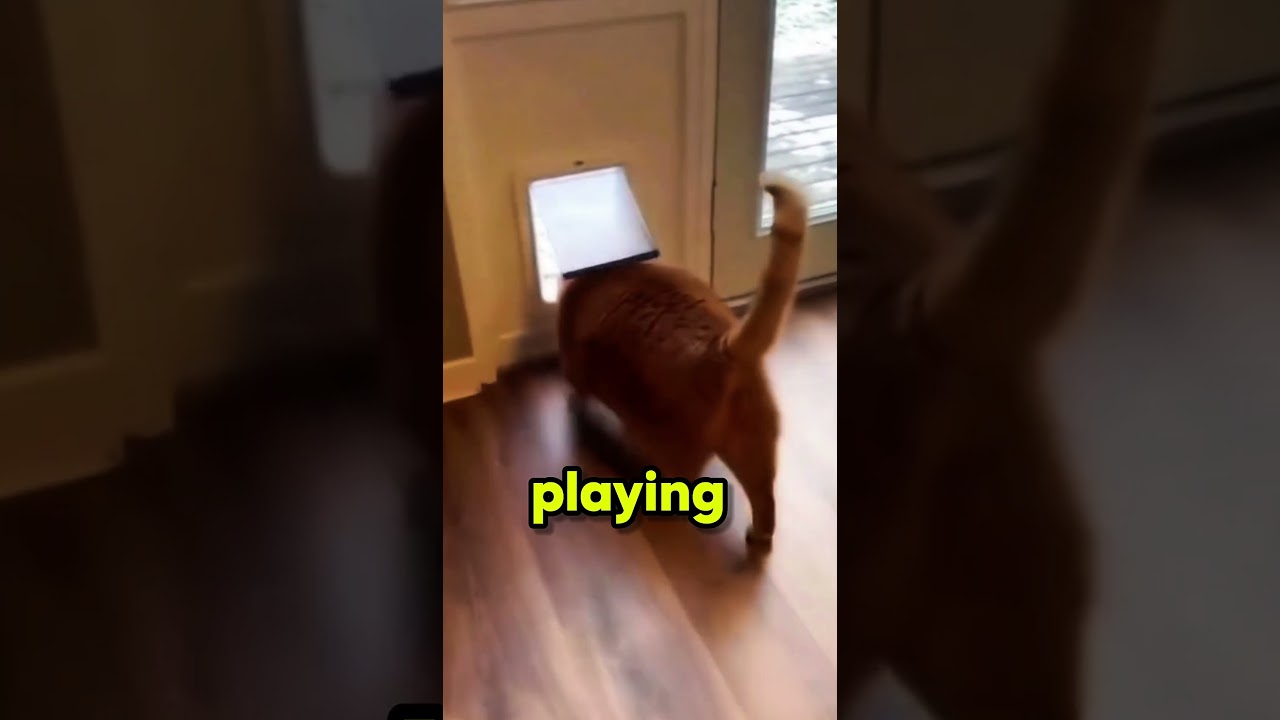 This cat gained so much weight… He Can Barely Move! 😹