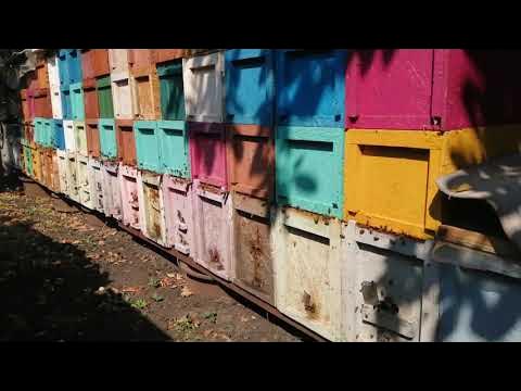 Пасека ульи ппу. Рано из ульев. Первый облет пчел после зимы. Рано из ульев. Медоносные пчелы рой.