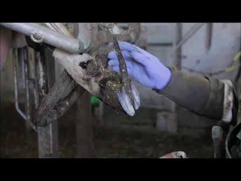 Video: Tālu Un Tuvu Stāvošu Govju Barošanas Ietekme Uz Dzemdes Veselību, Pēcdzemdību Intervālu Un Reproduktīvajiem Rezultātiem Govīm, Kas Balstītas Uz Slaucamām Govīm