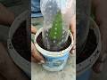 Grow mango plant from mango leaves#mango tree grafting#short#grow#mango