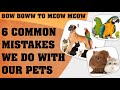 6 common mistakes we do with our pets  bow boww to meow meow