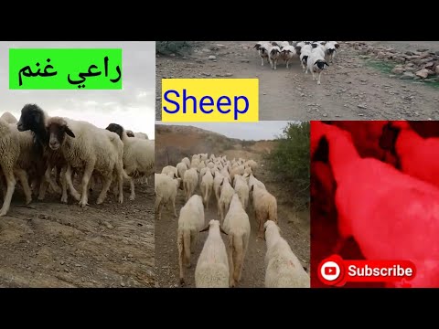 Hayanbogadi روتين يومي راعي الغنم Shepherd S Daily Routine 