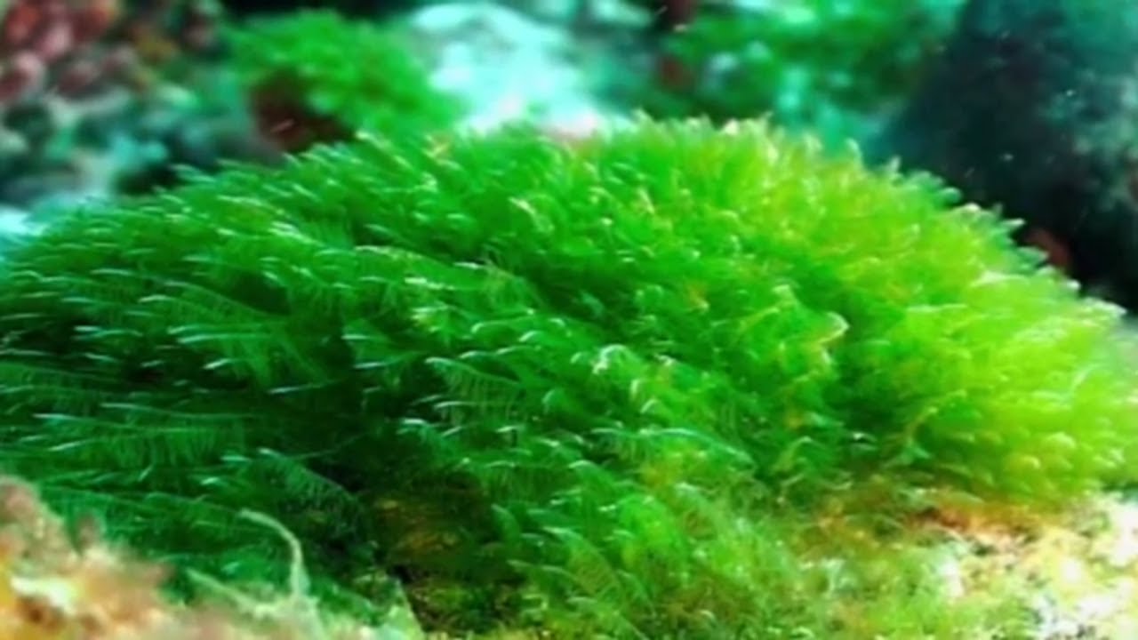 Spirulina Health Benefits, Health Benefits of Spirulina,Spirulina ...