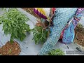     green chilli farming